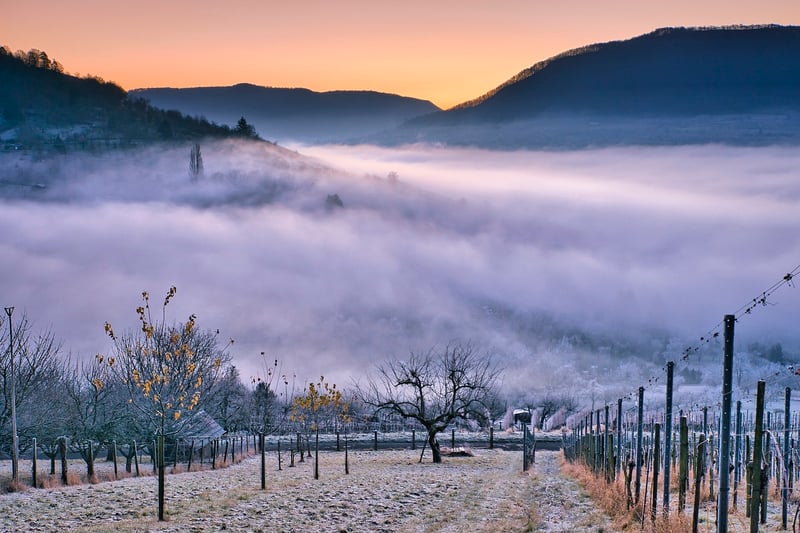 Vineyard Wedding Venue